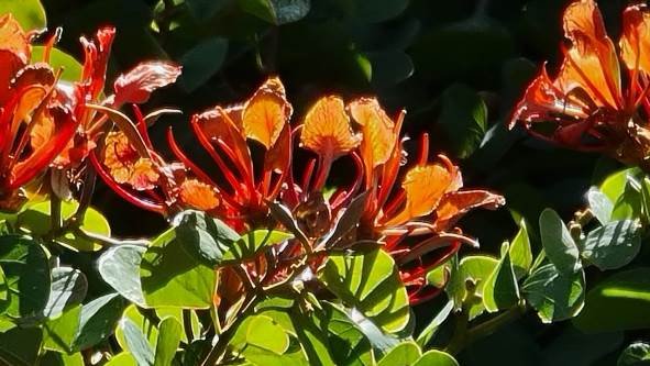 Bauhinia galpinii against sunlight
